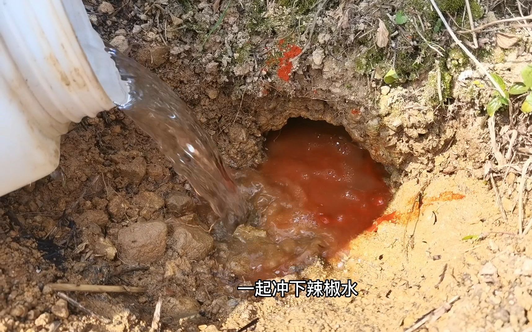 一桶辣椒水灌老鼠洞,灌跑岀3只老鼠,太给力了