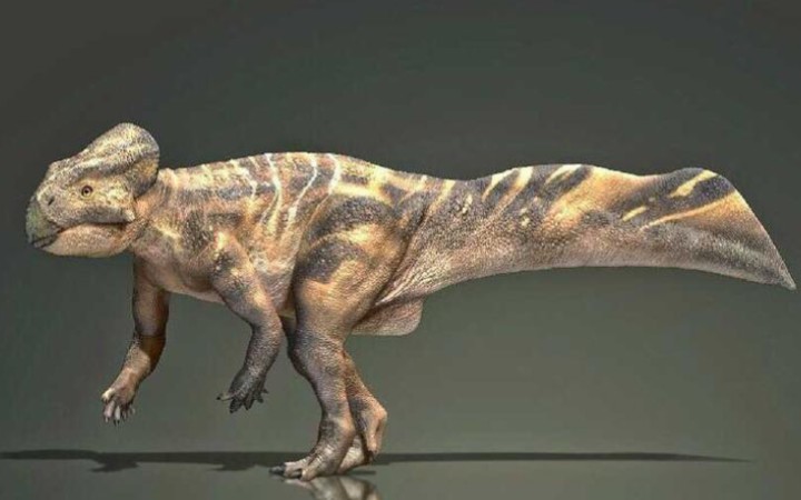 朝鲜角龙(koreaceratops)