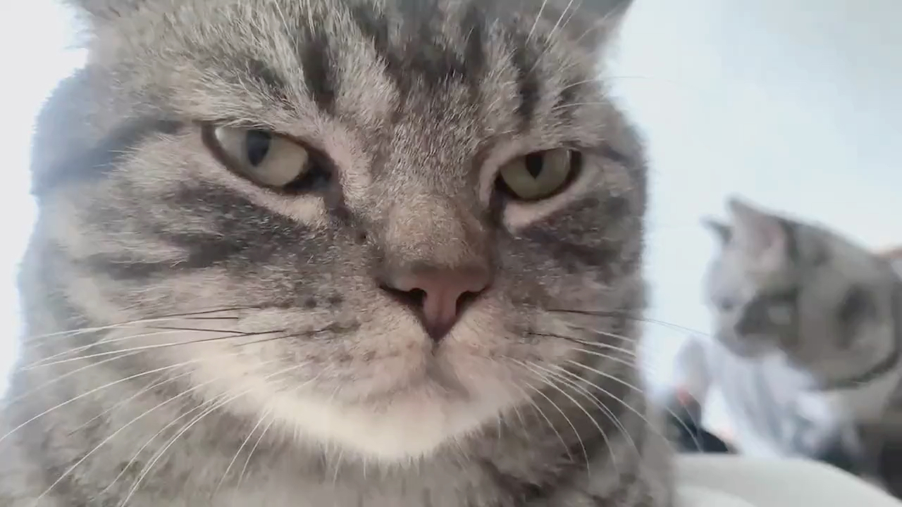 喵桑的眼神为何如此睿智