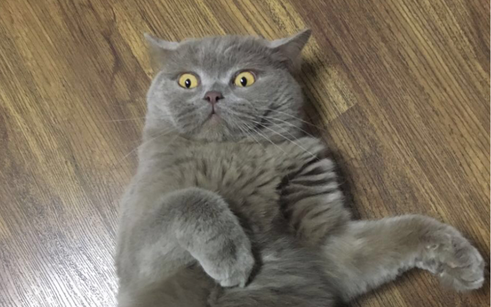 【蓝喵】一只睁眼睡觉打呼噜的神兽_哔哩哔哩 (゜