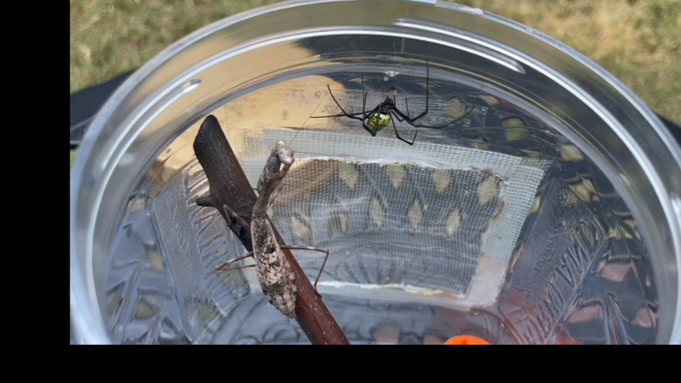 卡罗短翅螳捕食络新妇蛛