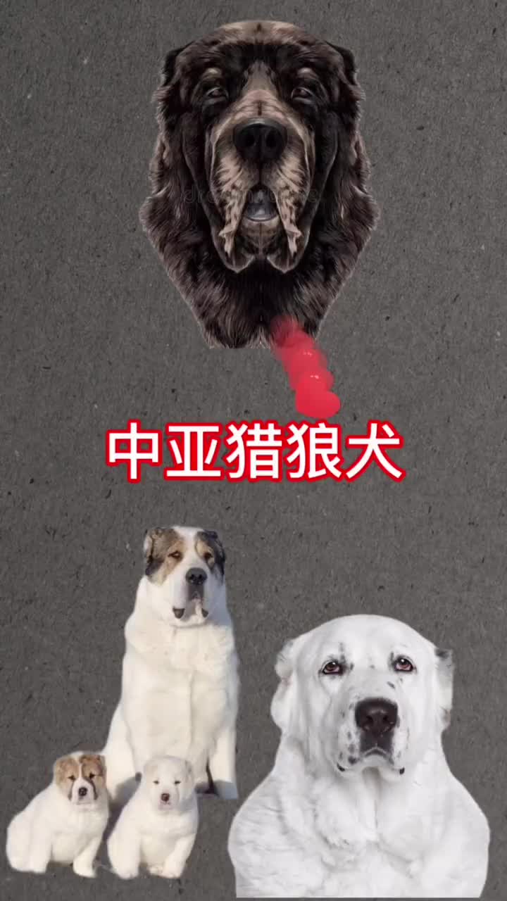 中亚牧羊犬长200斤的大型猛犬你见过吗?
