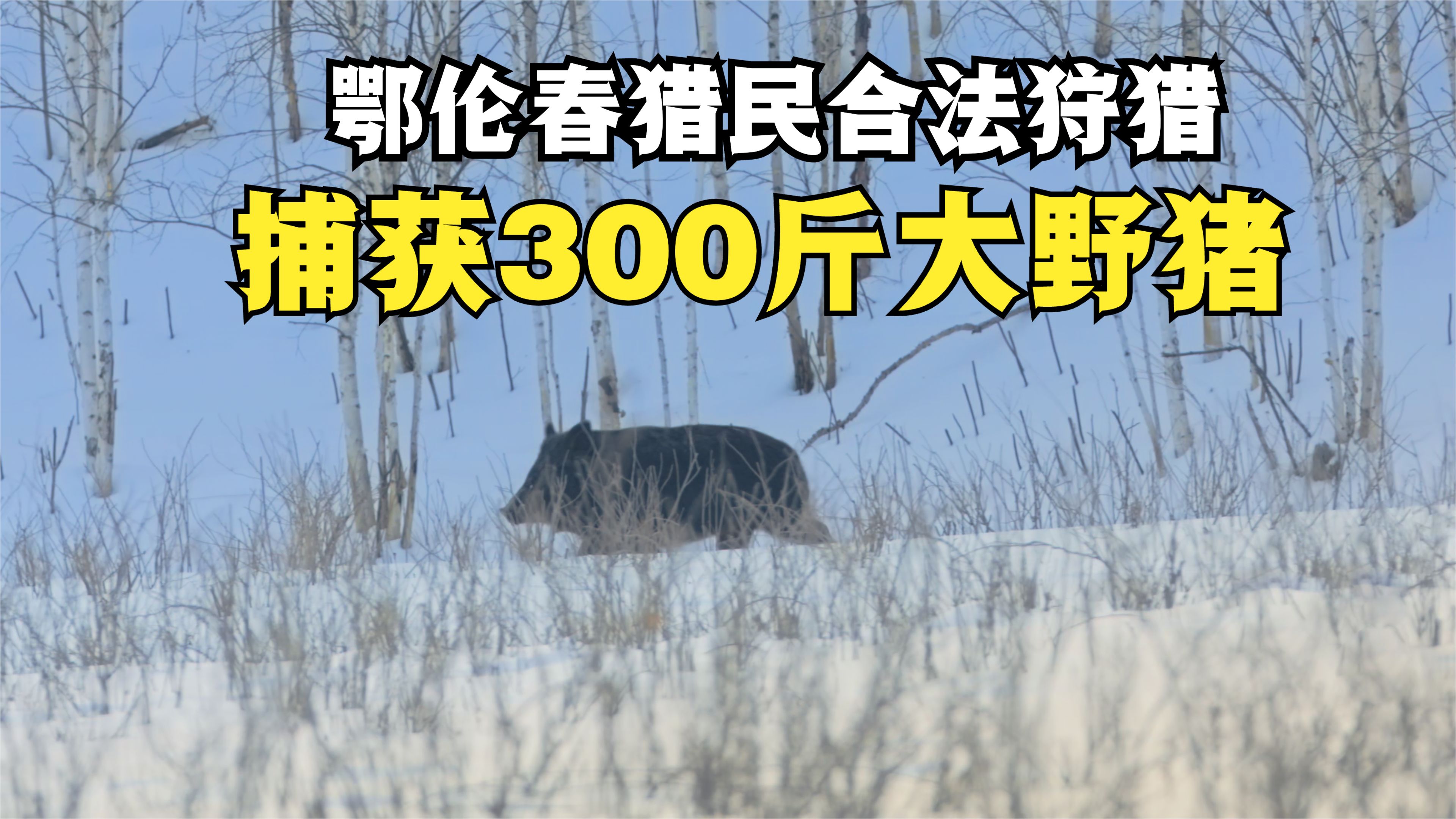 [图]鄂伦春人合法狩猎，捕获300斤大野猪