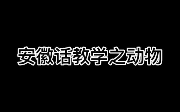 安徽人的动物名称都是这么喊的吗哔哩哔哩bilibili