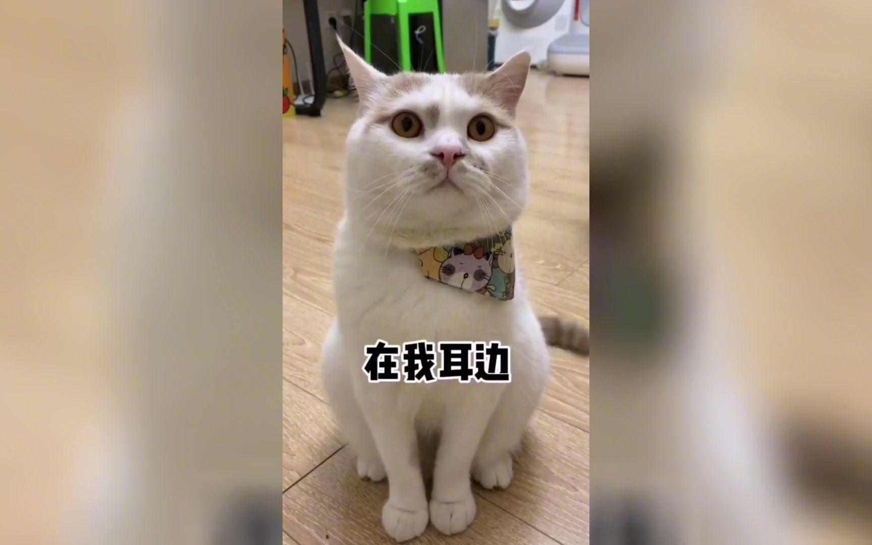 盘点小猫咪开口说人话:语出惊人,出口国粹,让铲屎官哭笑不得!