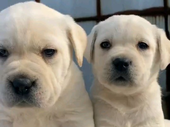 双血统的拉布拉多犬