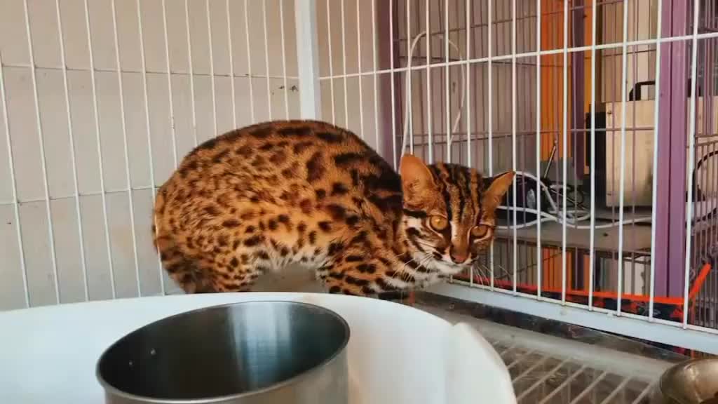 稀有亚豹_哔哩哔哩 (゜-゜)つロ 干杯~-bilibili