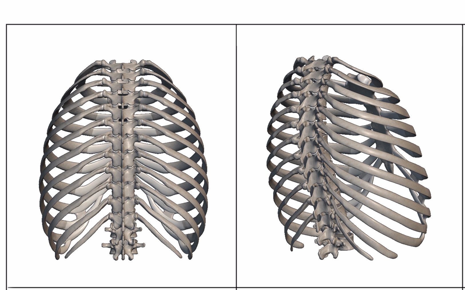 最容易上手的人体解剖— 胸腔骨骼(2)