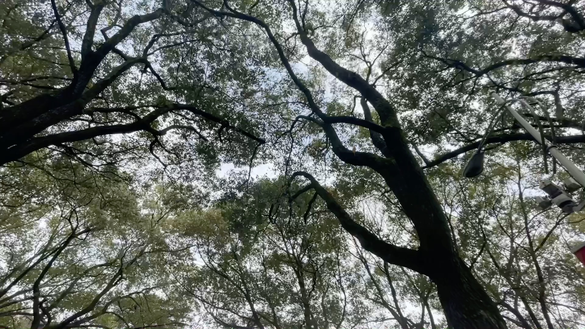 浅听一下风声鸟声树叶簌簌声