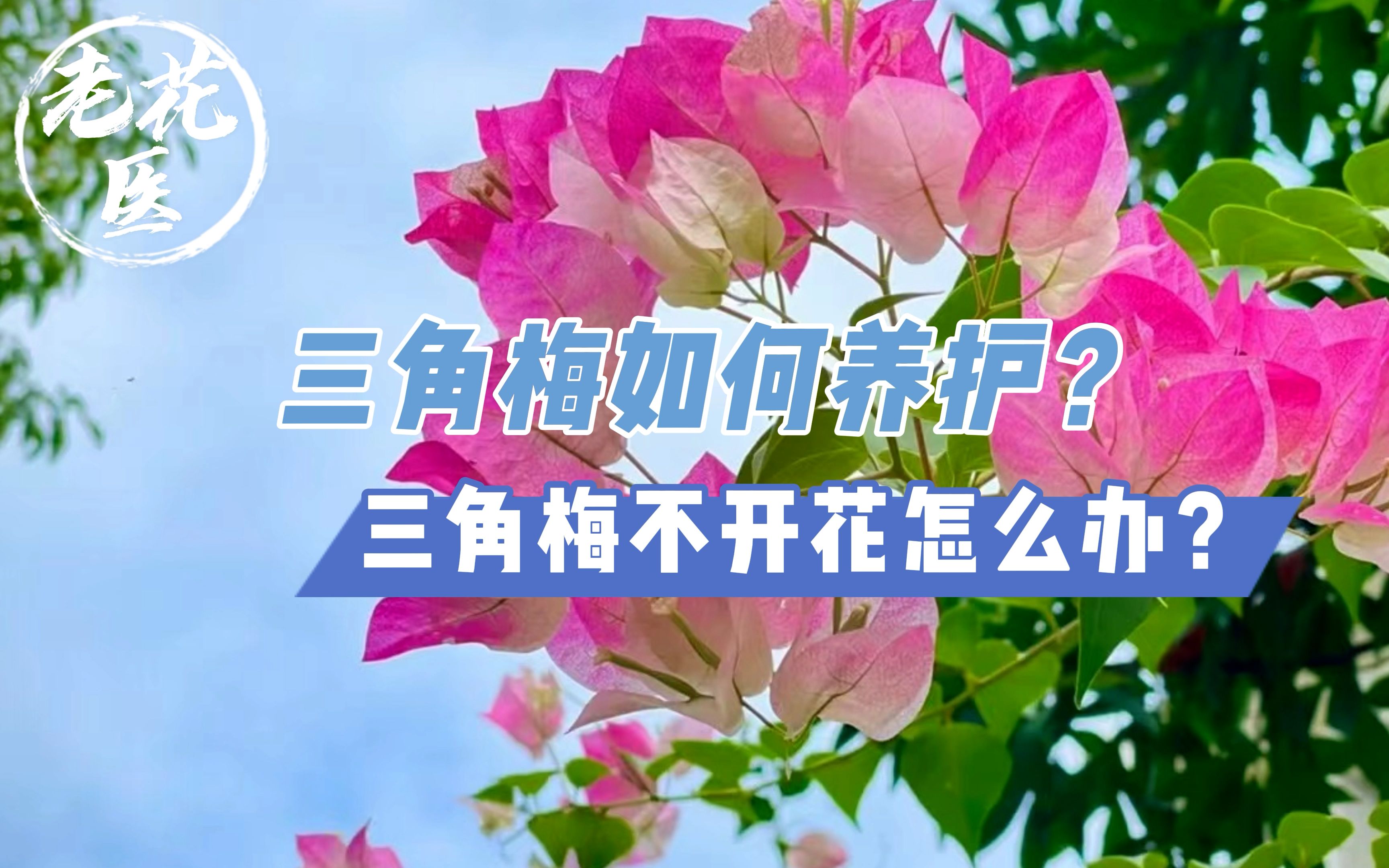 三角梅如何养护?三角梅不开花怎么办?养护需要哪几点?哔哩哔哩bilibili