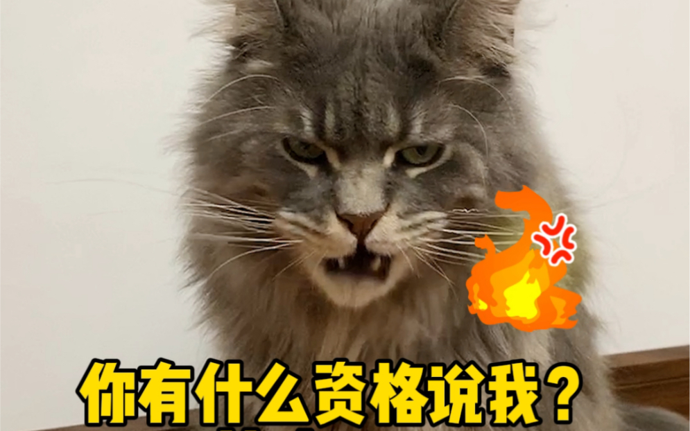 [图]我家猫的秘密被曝光了～也彻底惹怒了小福！