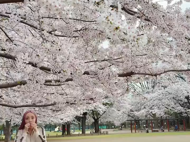 【樱花树下樱花妹】山本光_2024/4/8