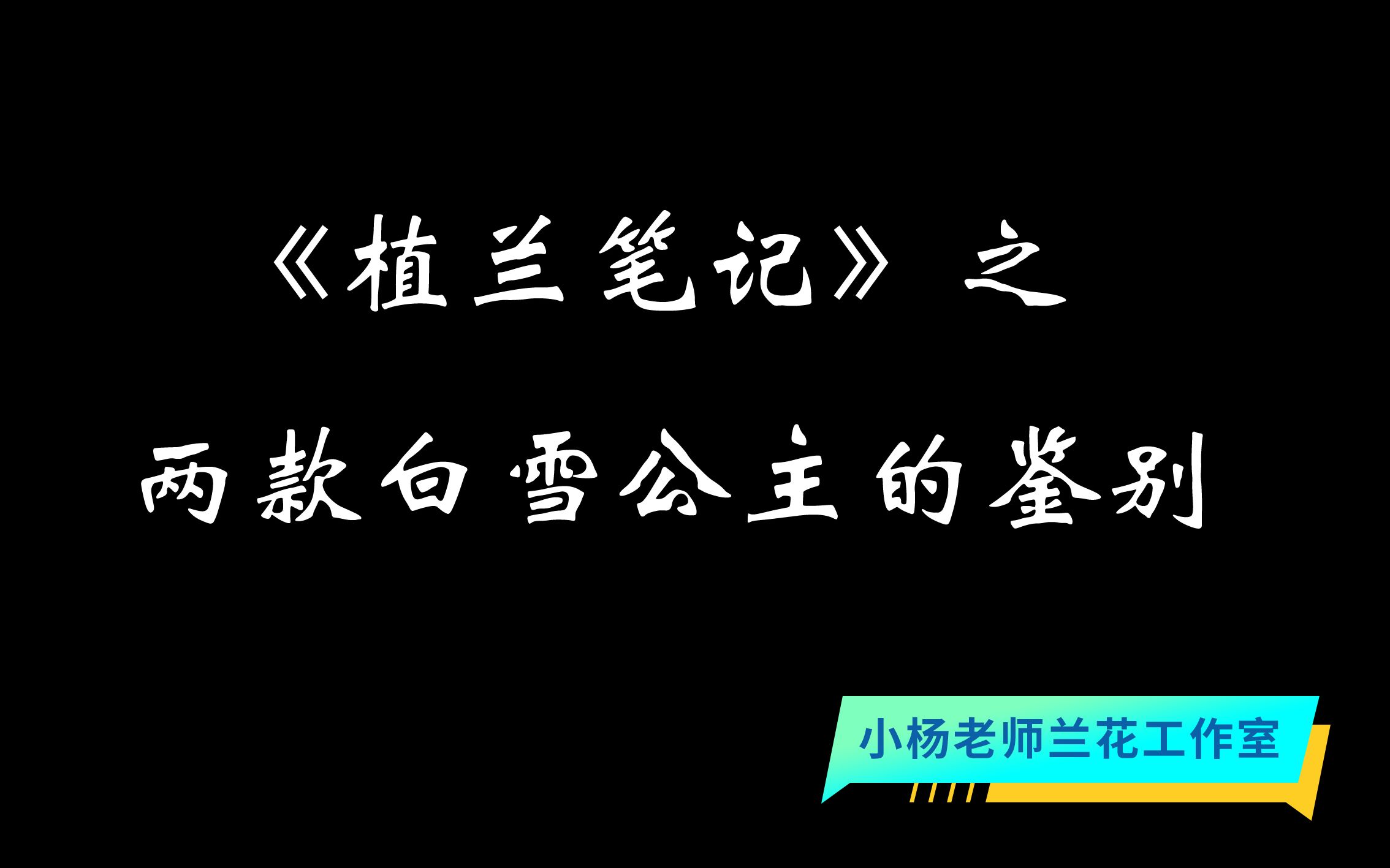 莲瓣兰两款白雪公主的鉴别:其实B款白雪公主应为一个新品荷瓣素.哔哩哔哩bilibili