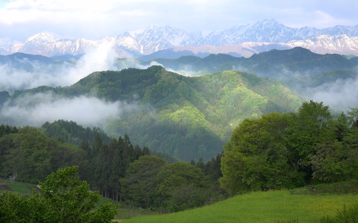 超清日本第一视角柳絮飞舞的新绿里山20204拍摄20205