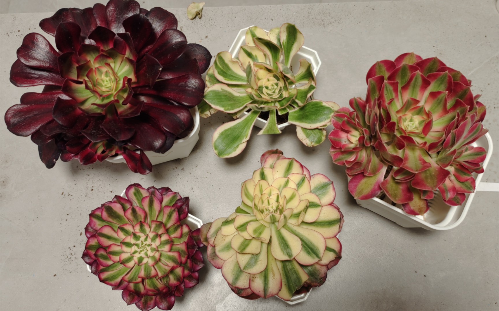 【多肉开箱】5棵法师锦开箱,红铜壶,粉女巫,荔枝,美杜莎,燕姿