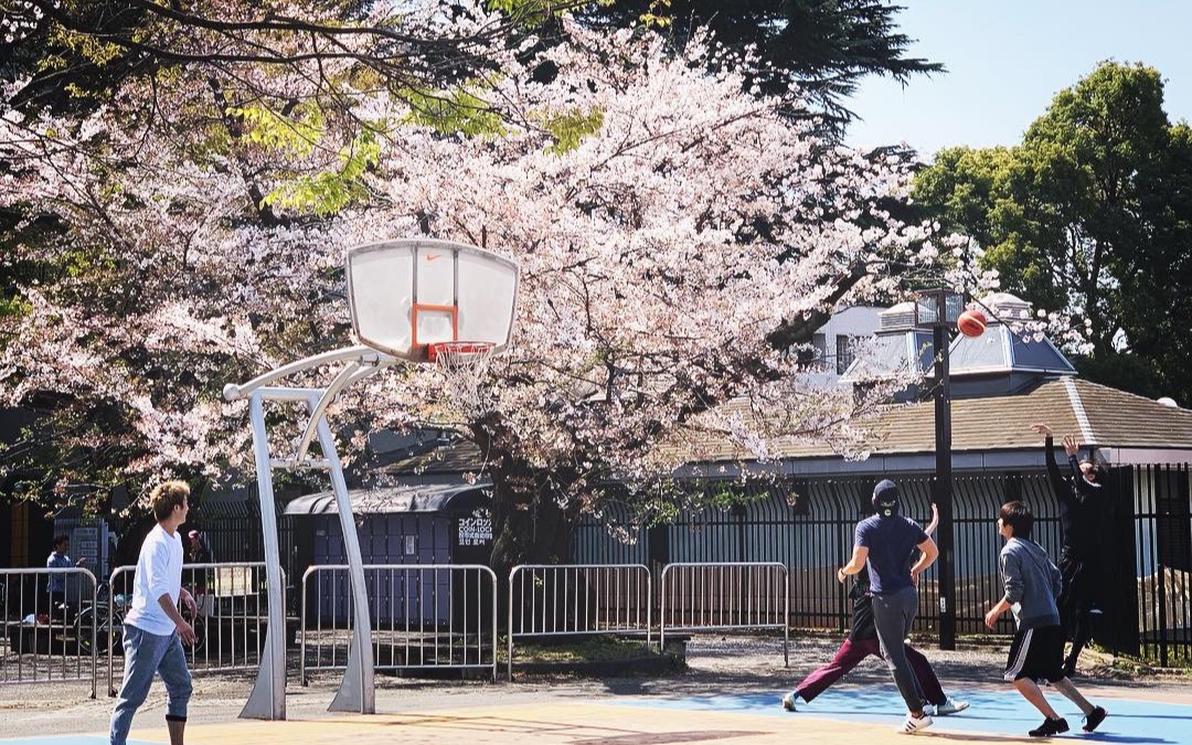 [图]代々木「満開の桜」