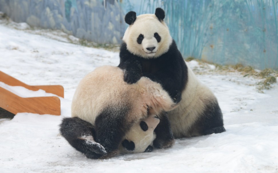 活动作品大熊猫七巧七喜小姐俩灵活的小巴掌