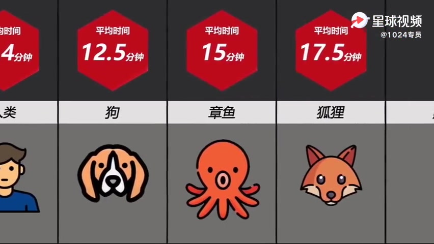 动物平均交配时长