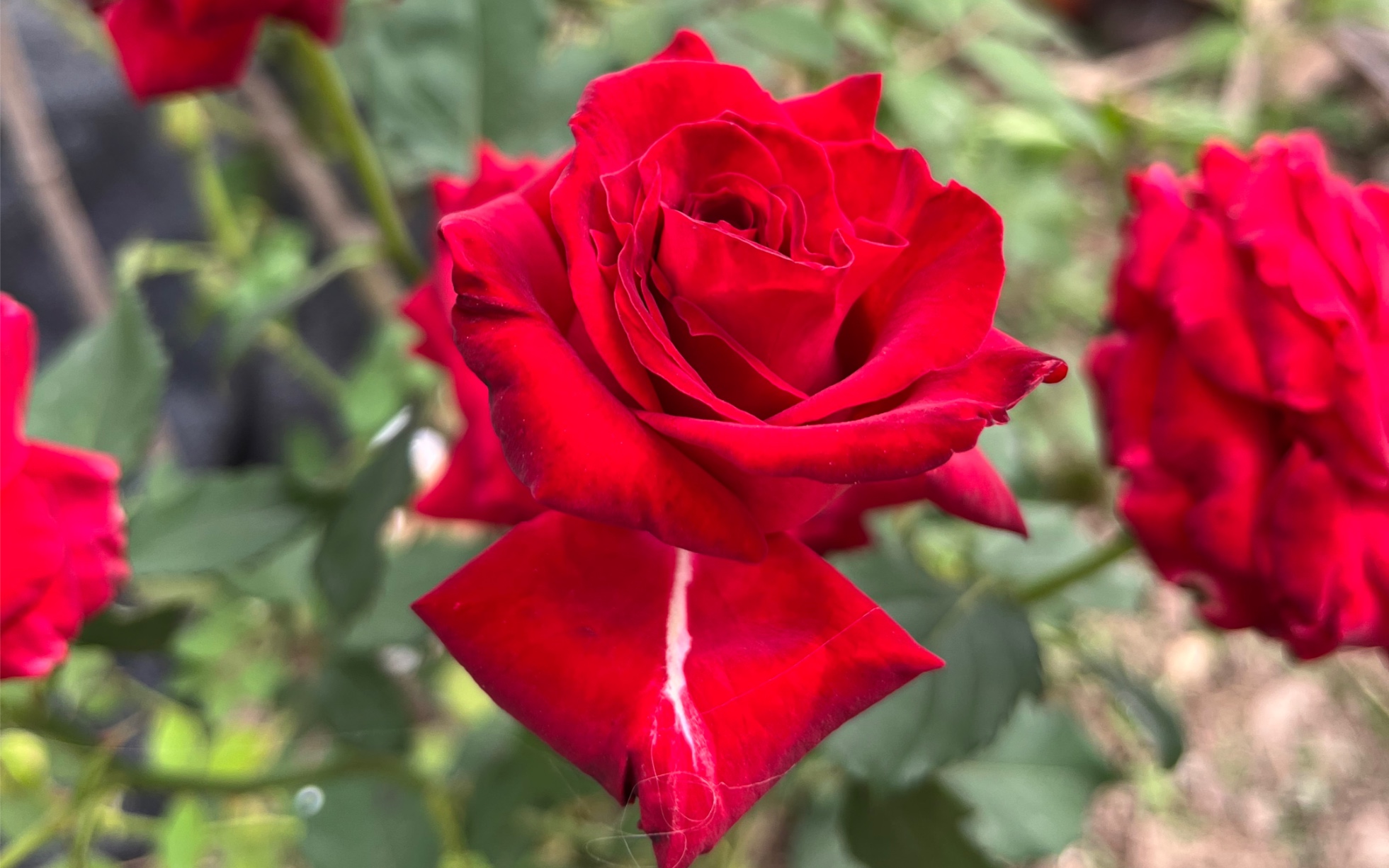 随风摇摆的红丝绒玫瑰