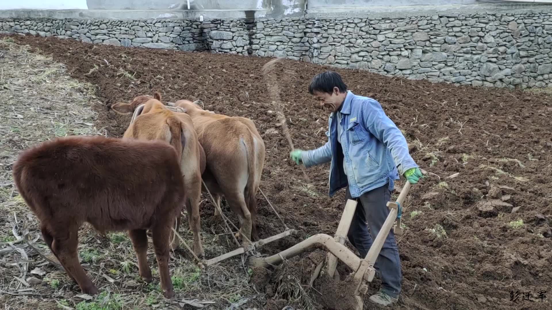 农村大叔养牛以犁地为生,犁一天地300块钱,犁一亩地200块哔哩哔哩bilibili