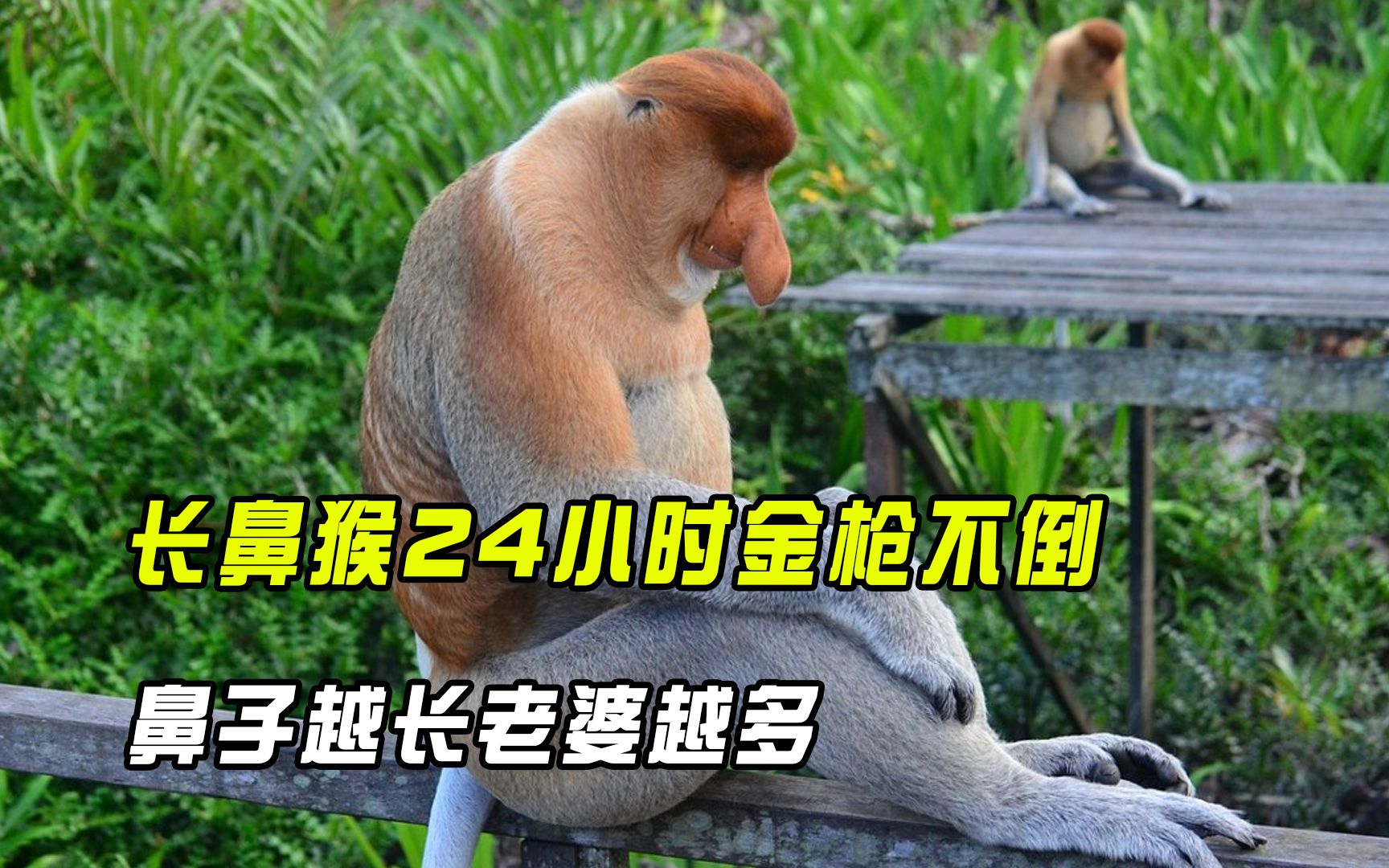 长鼻猴24小时金枪不倒,鼻子越长老婆越多,它们为何如此奇葩?哔哩哔哩bilibili