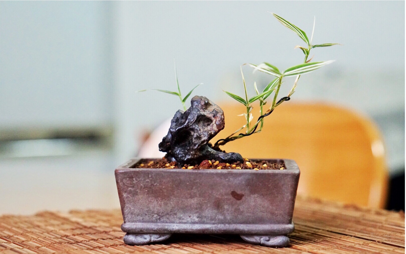 竹石小盆景制作过程
