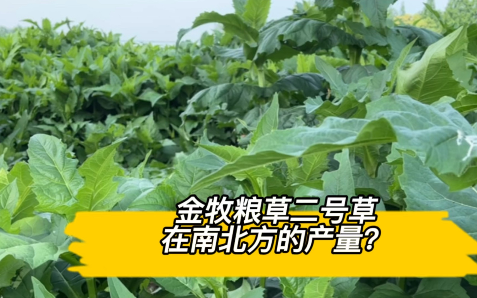 金牧粮草2号草高蛋白的新兴牧草一亩地产量有多少