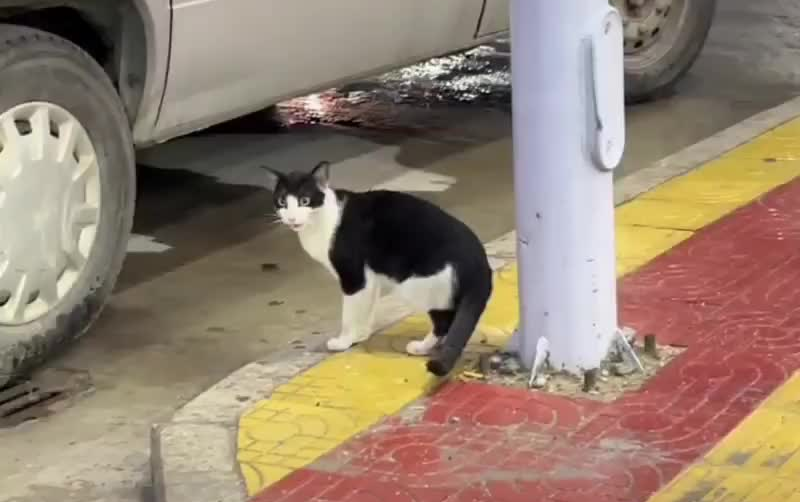 人类模仿猫咪叫声太真实,猫咪一脸迷茫:究竟是谁?哔哩哔哩bilibili