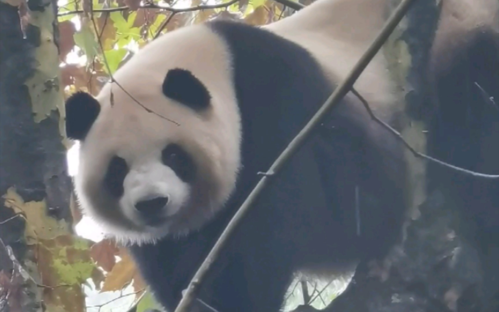 【梅兰肉肉】亲妈们答应人手一份账单,肉娃终于有要下树的想法了,结果某黑妈难得良心发现夸了一句“她在树上好乖哦”,肉娃立刻停了下来开始各种卖...