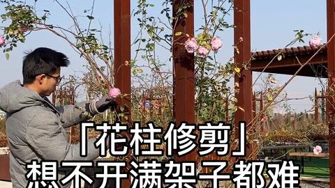 藤本月季花柱修剪 冬季日常修剪 每年修剪 哔哩哔哩