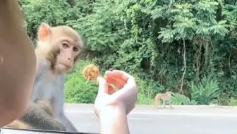 男子喂猴子吃肉遭拒，猴子露出尴尬而又不失礼貌的笑容