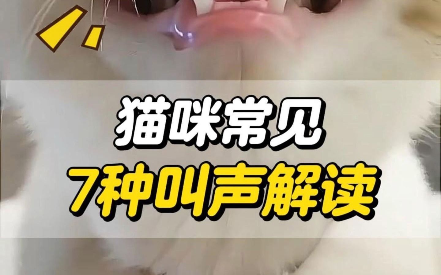 猫咪常见的7种叫声解读哔哩哔哩bilibili