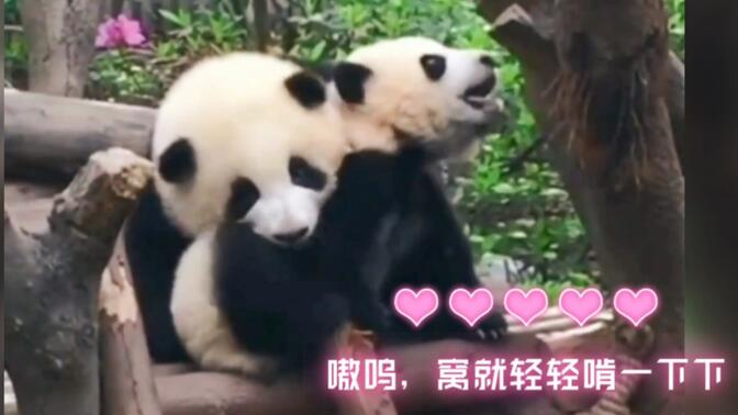 霹雳霸王花/-哔哩哔哩_bilibili