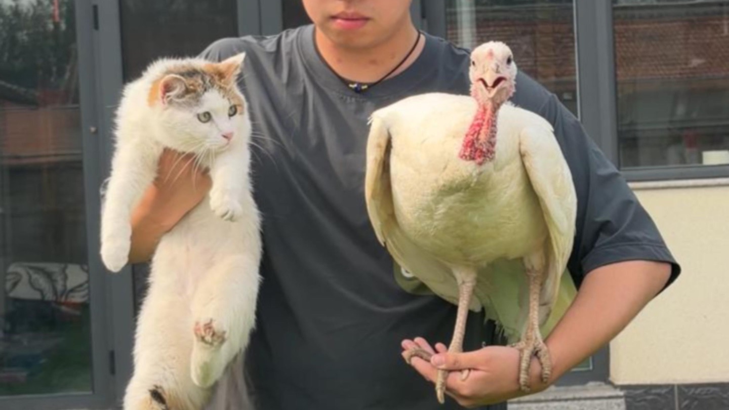 猫该不该吃高蛋白