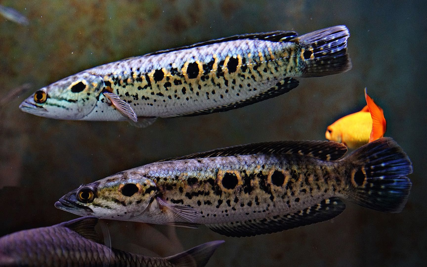 最全雷龙品种介绍 七彩海象雷龙channa pleurophthalma