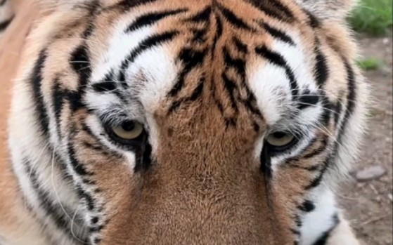 这个角度看小飞棍,好呆萌好天真-东北虎小虎哥黑龙江牡丹江海林市横道