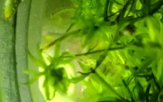 碧伟蜓幼虫换龄