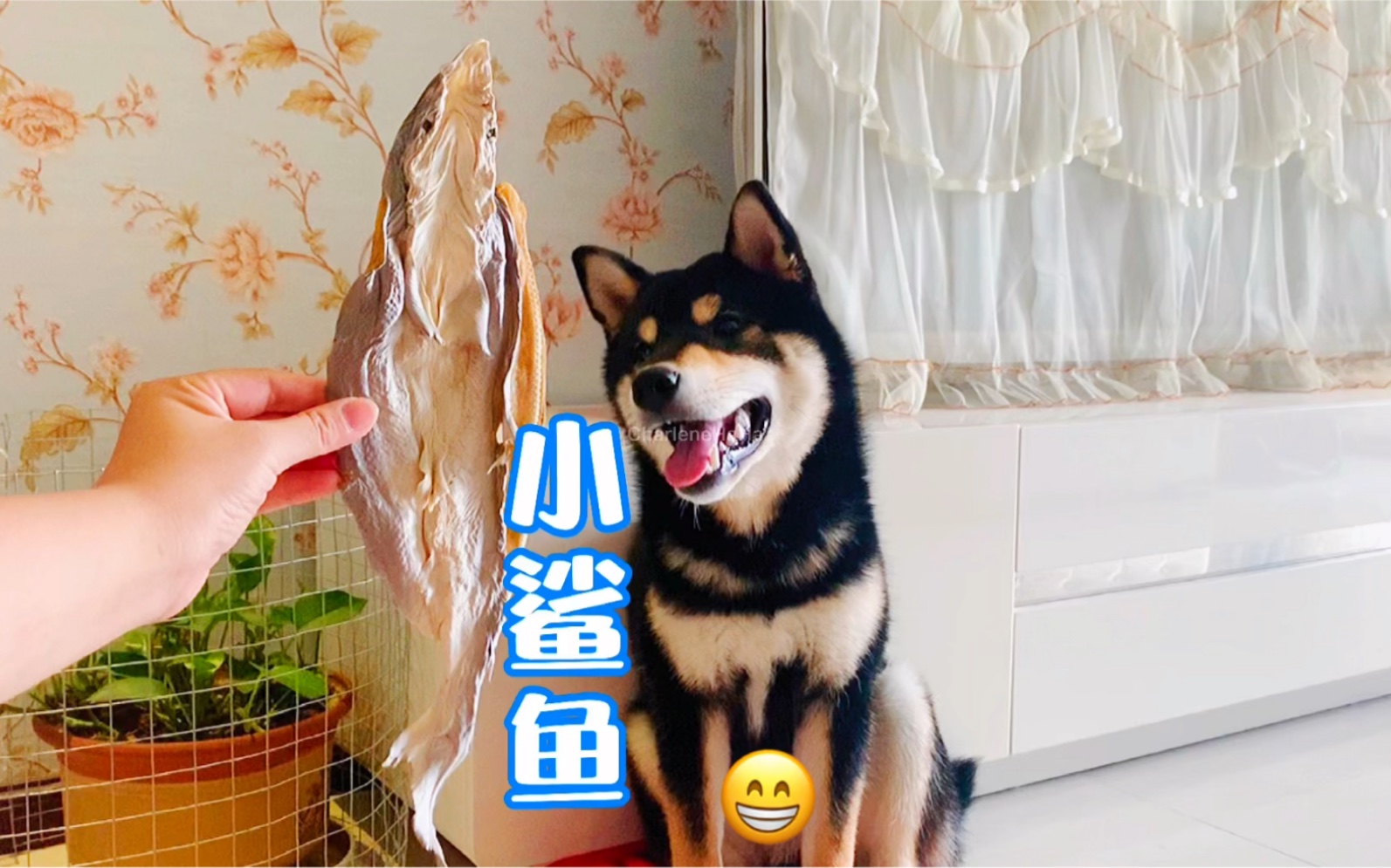 柴犬吃小鲨鱼
