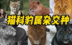 Download Video: 【猫科豹属杂交种】这些混血大猫就像PS出来的，除了狮虎兽，你还知道哪些？