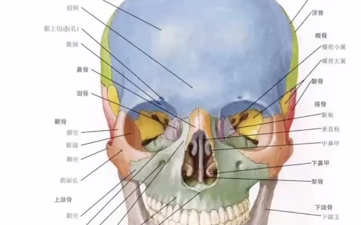 口腔解剖生理学图谱~哔哩哔哩bilibili