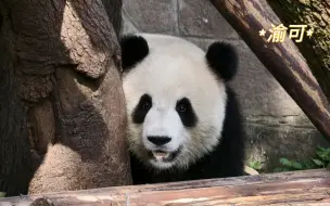 下载视频: 重庆动物园：今天是大可子一熊撑起了这个家😃