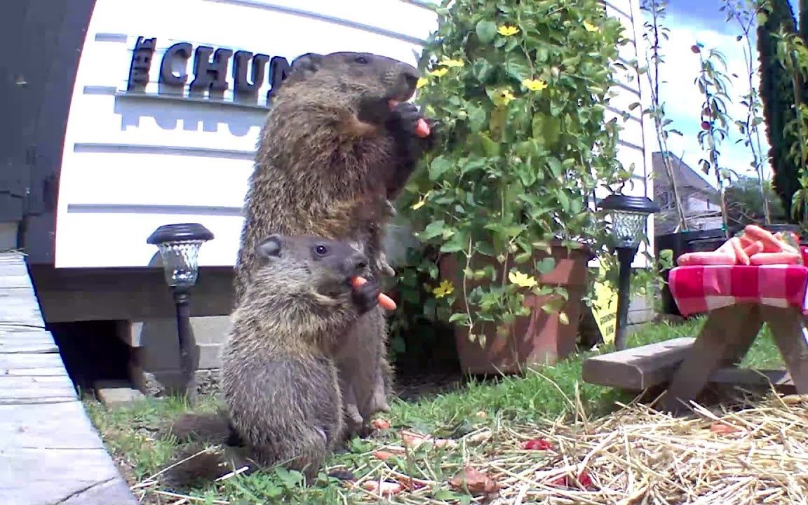 土拨鼠 - 妈妈带着小宝宝偷菜