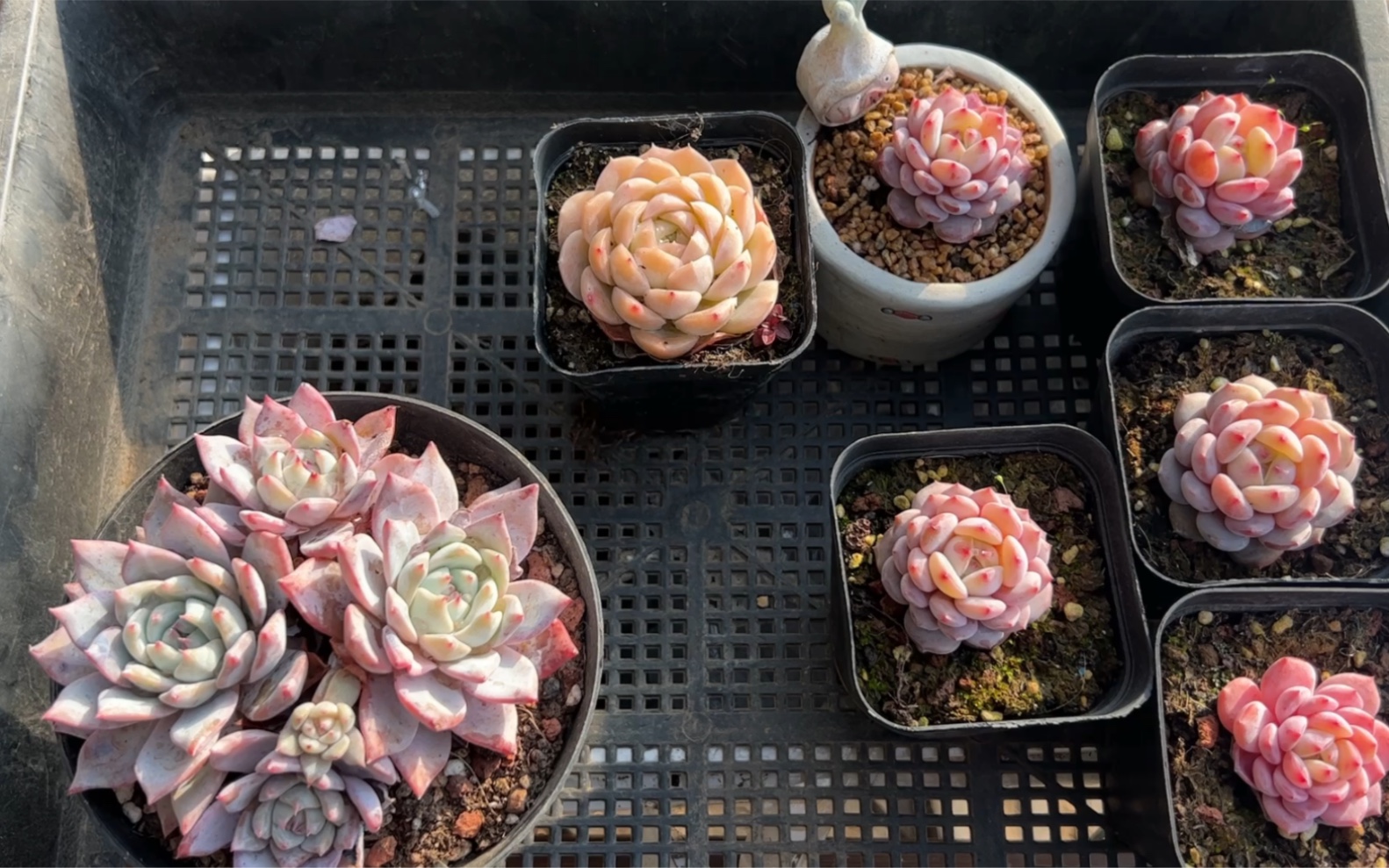 给多肉玉芙蓉,纯欲,粉蓝鸟脱土,又是忙碌的一天_哔哩哔哩_bilibili