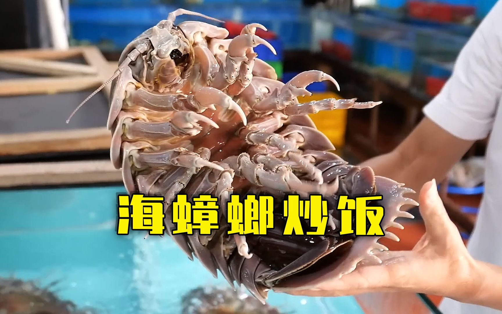 海蟑螂爆缸图片
