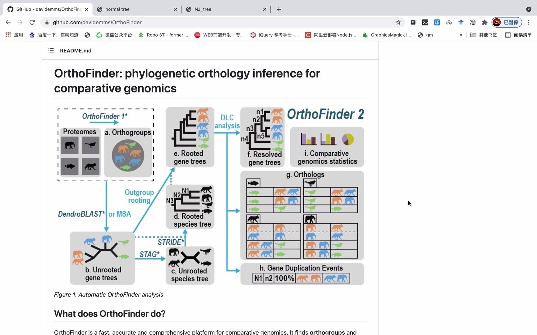 [图]【OrthoFinder】直系同源单拷贝基因构建细菌基因组进化树及可视化