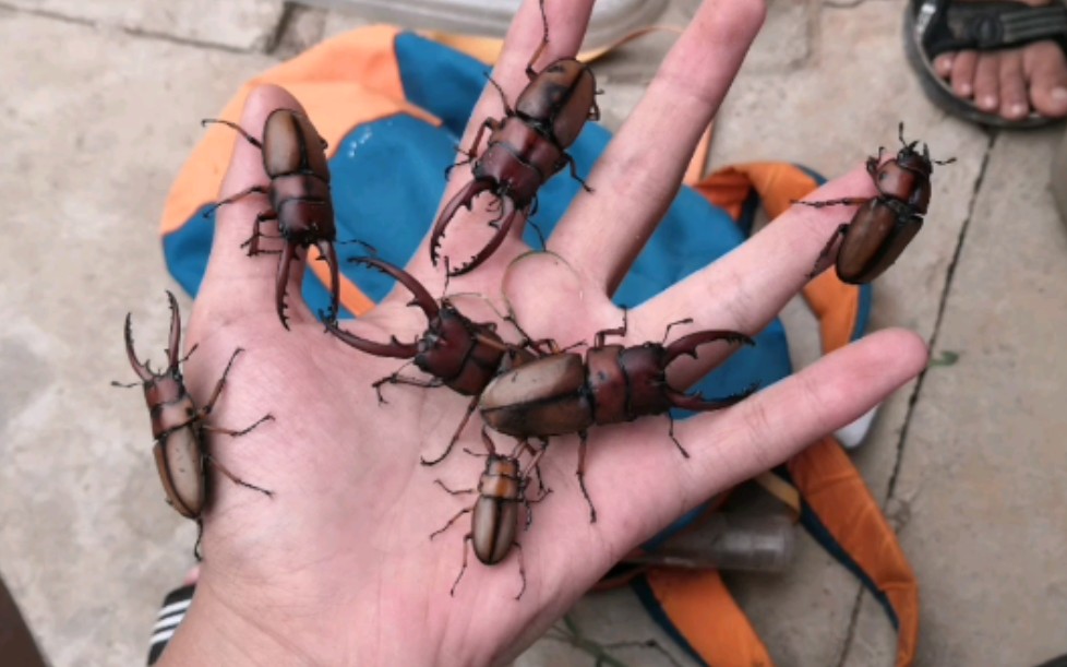 天津蓟州区野山野采果园山发现10多只大型锹甲还有很多花金龟以及好多