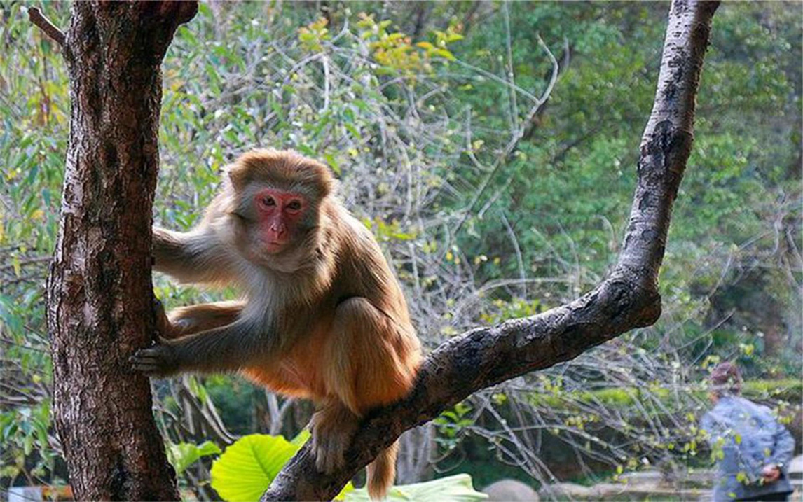 猴子出手伤人,男人一巴掌把它"拍翻",网友:干得漂亮!