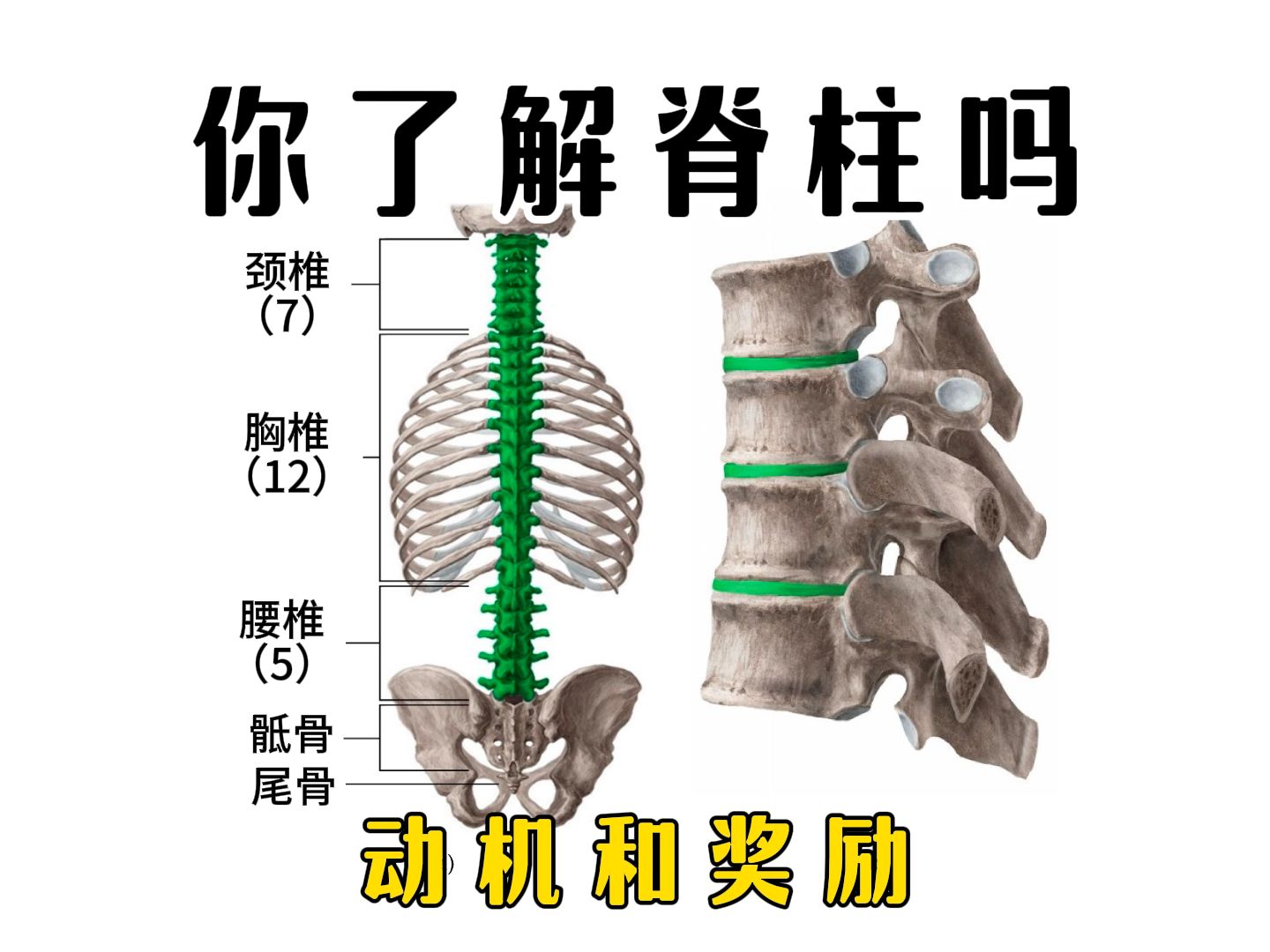 你真的了解你的脊柱吗?人体脊柱构造如此精密哔哩哔哩bilibili