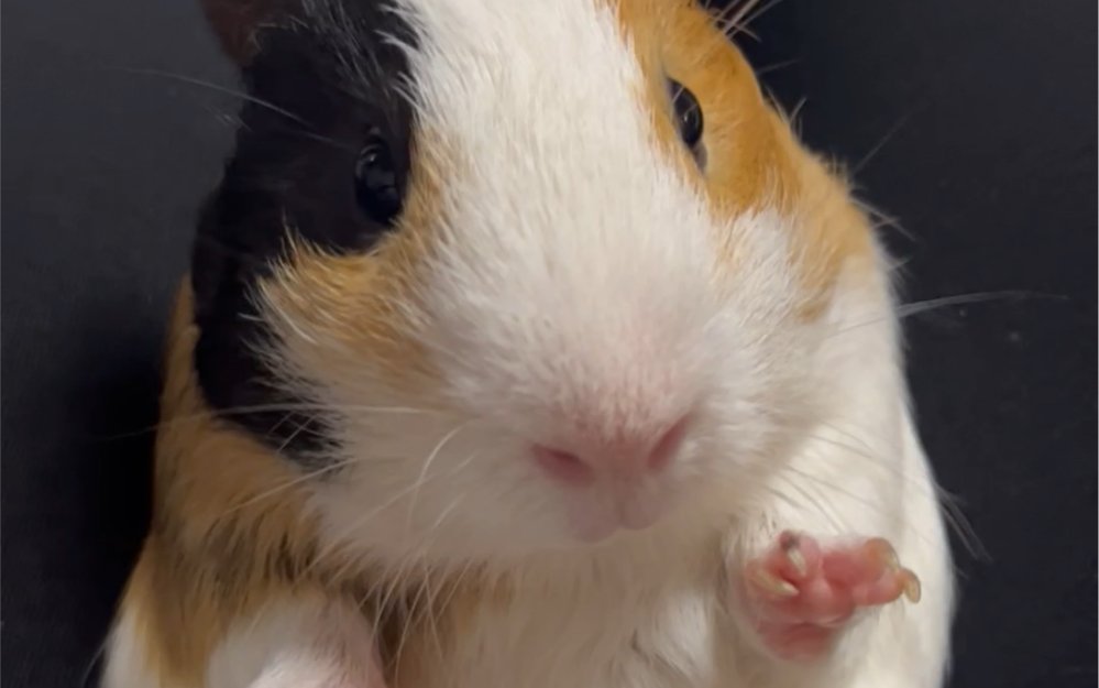 【豚鼠/荷兰猪】咖啡的小爪子太可爱了,乖宝宝哦