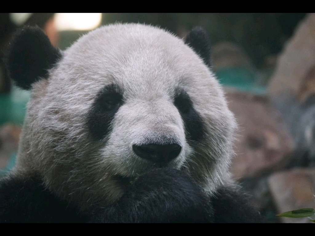 星光光秃几的大头_哔哩哔哩_bilibili